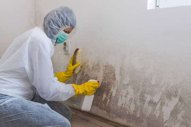 Best Attic Mold Remediation in Monon, IN