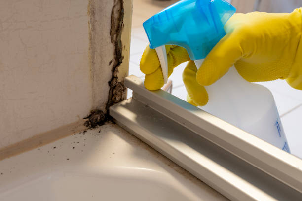 Best Black Mold Remediation in Monon, IN