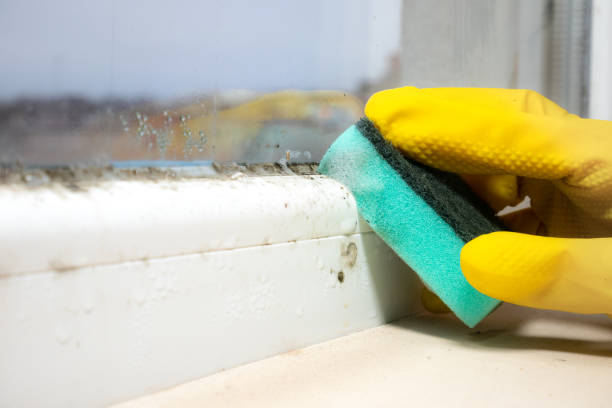 Best Bathroom Mold Remediation in Monon, IN
