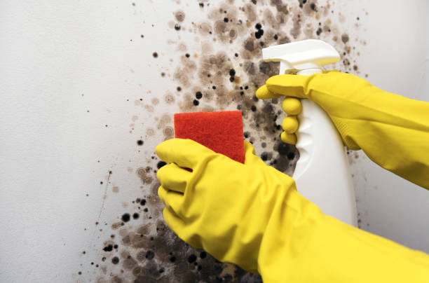 Best Black Mold Remediation in Monon, IN